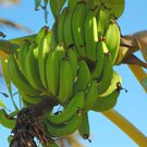 Unripe bananas